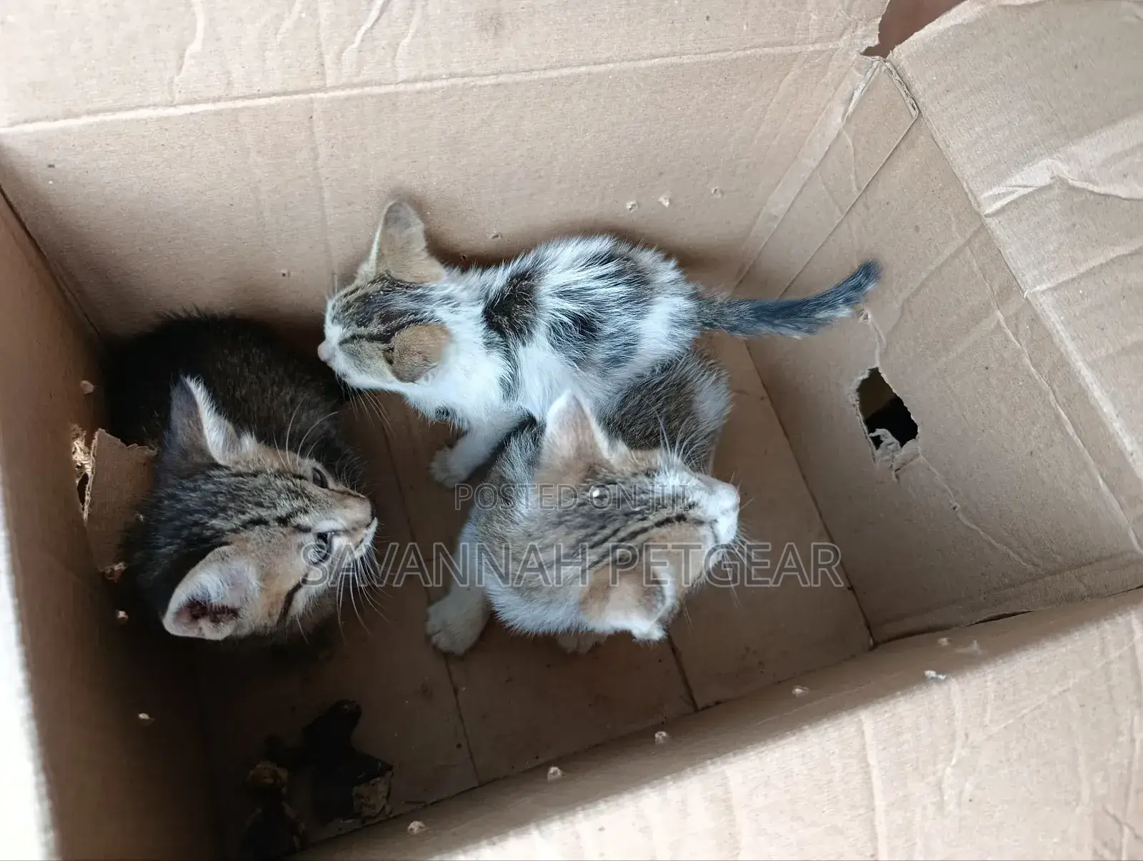 1-3 months Female Mixed Breed Arabic