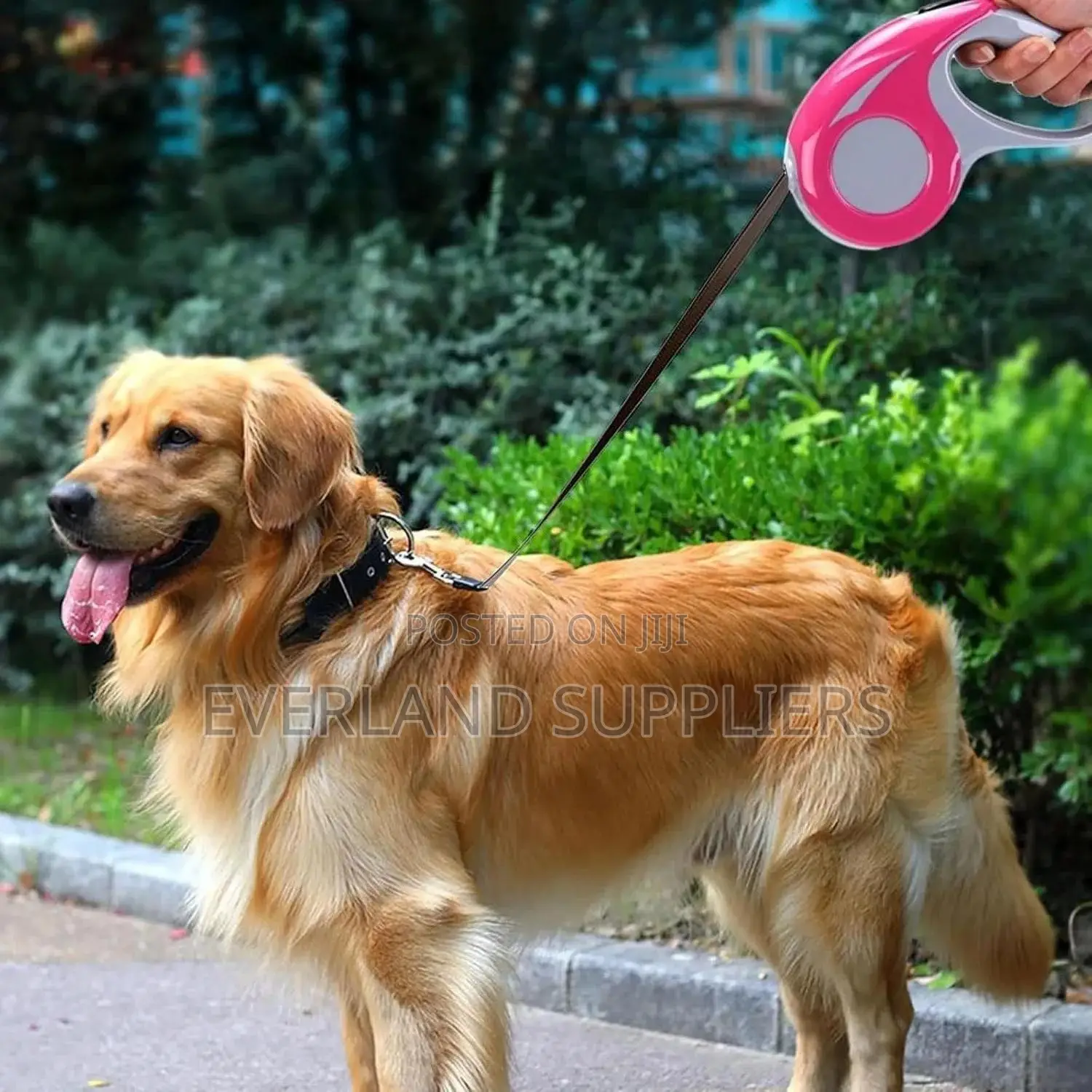 Colourful Retractable Leash