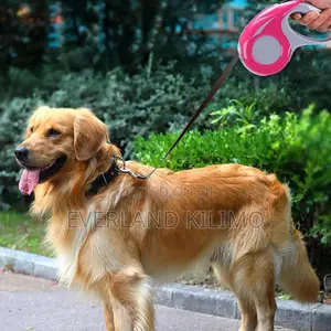 Colourful Retractable Leash