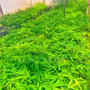Bamboo for Climate Change and Livelihoods Improvement .