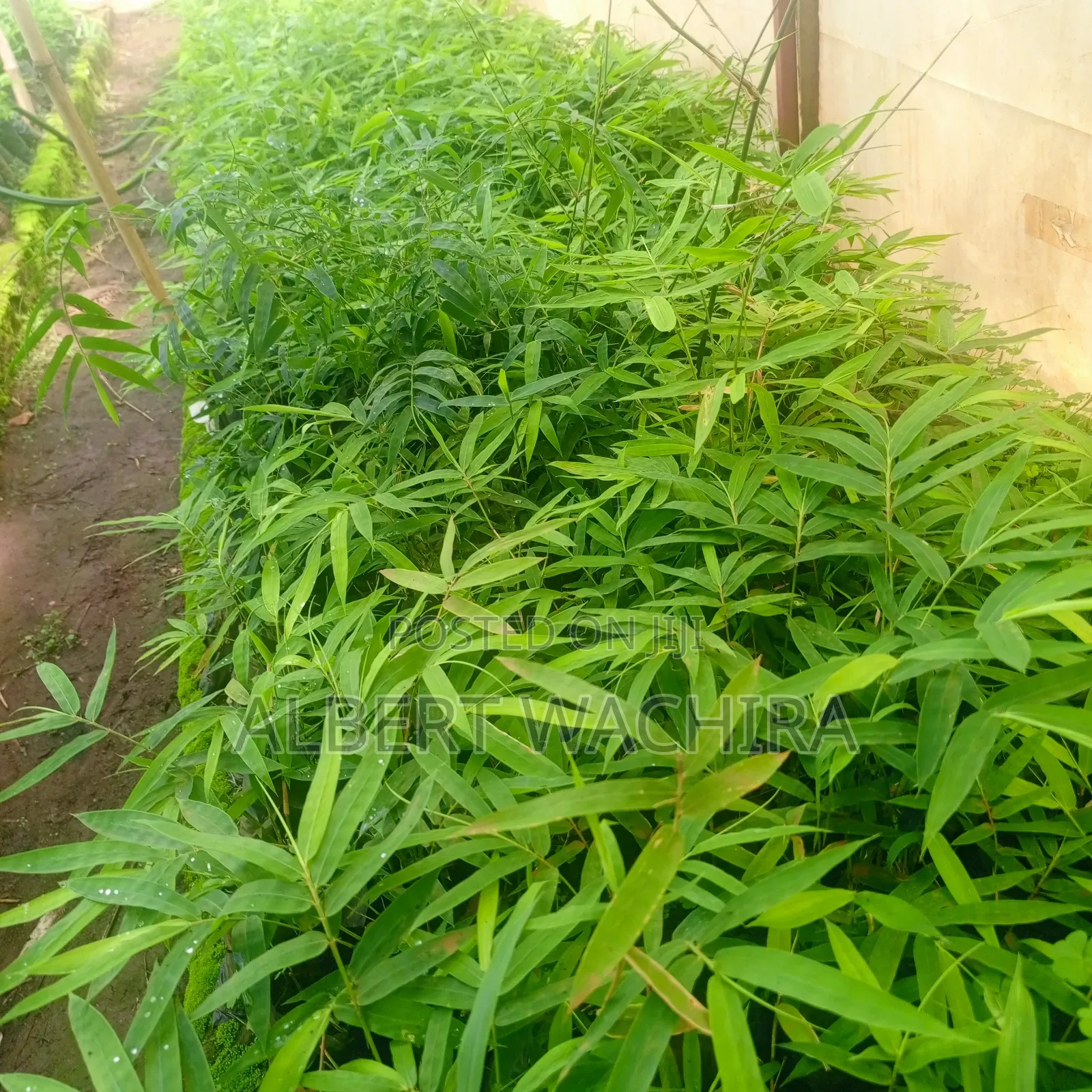 Bamboo for Climate Change and Livelihoods Improvement .