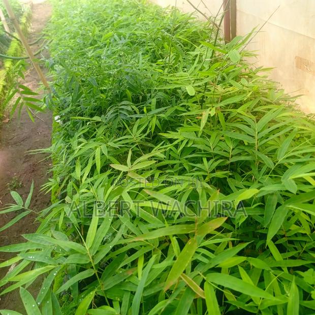 Bamboo for Climate Change and Livelihoods Improvement . - thumbnail 7