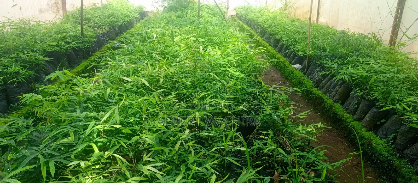 Bamboo for Climate Change and Livelihoods Improvement .