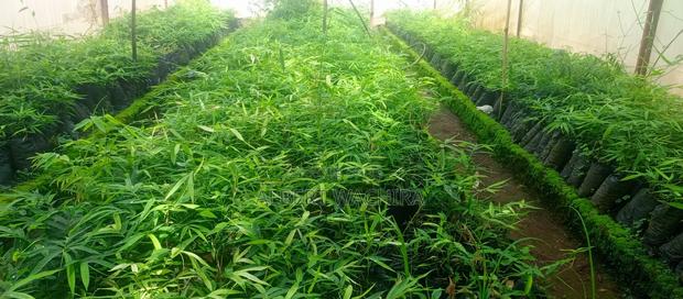 Bamboo for Climate Change and Livelihoods Improvement . - thumbnail 8