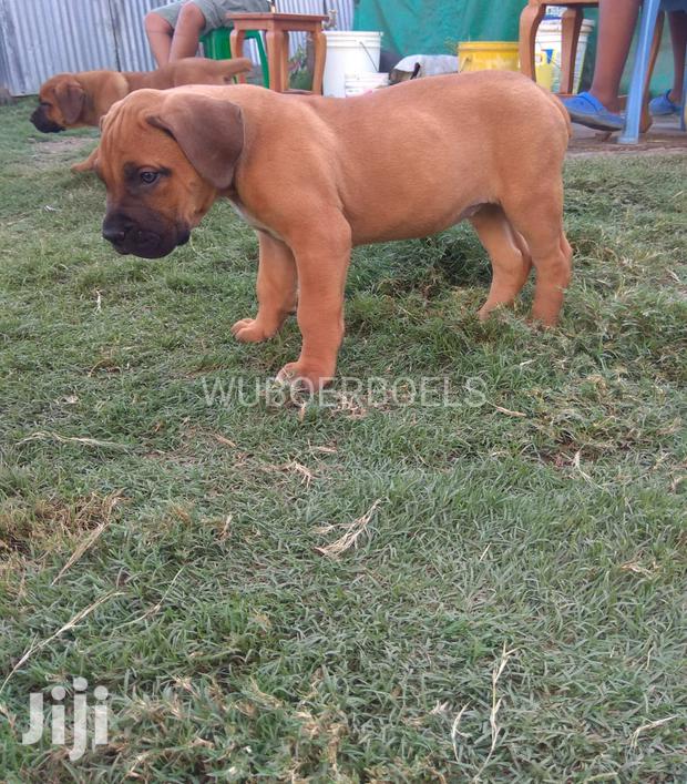 Baby Male Purebred Boerboel