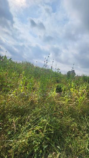 0.45 Acres - main view