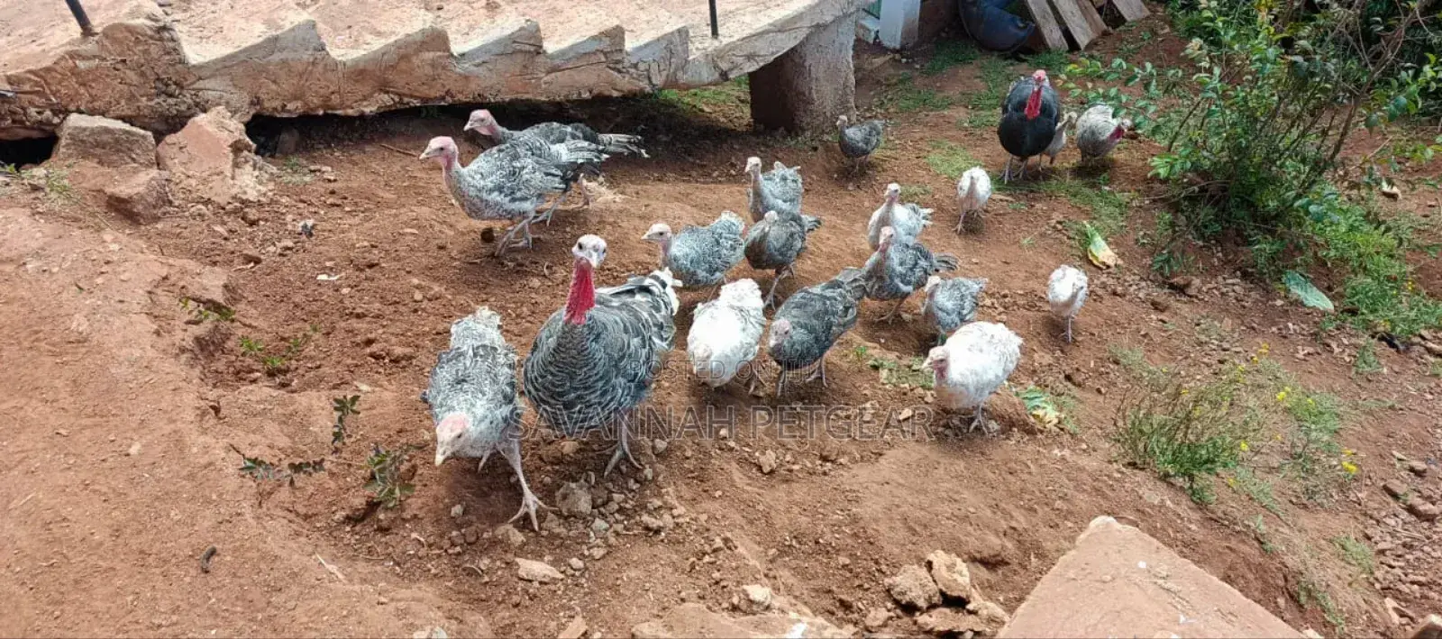 Royal Palm Narragansett Turkeys a Mix of Breed - 6months