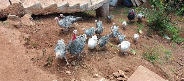 Royal Palm Narragansett Turkeys a Mix of Breed - 6months - main view