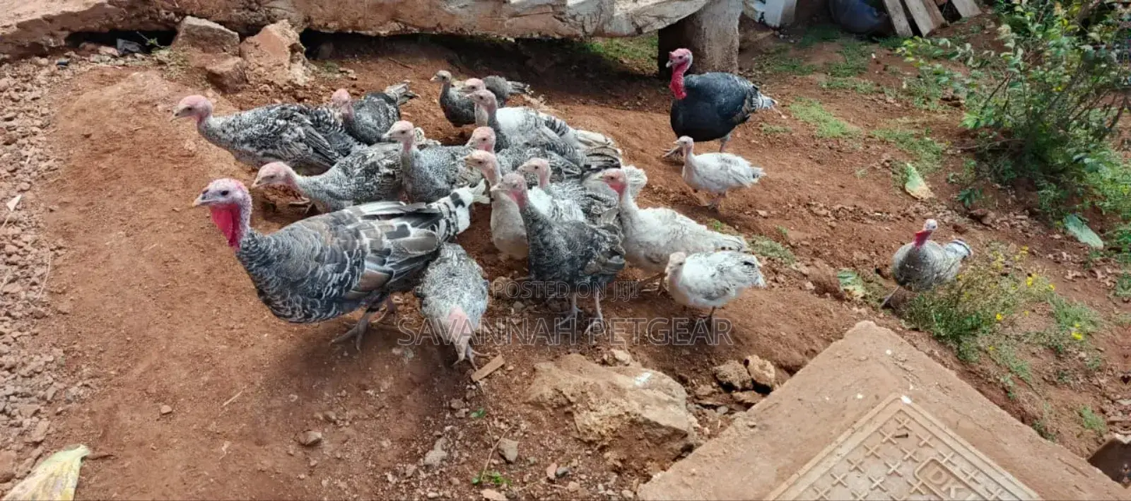 Royal Palm Narragansett Turkeys a Mix of Breed - 6months