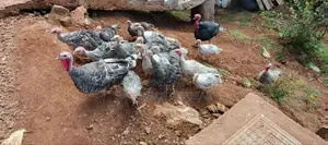 Royal Palm Narragansett Turkeys a Mix of Breed - 6months