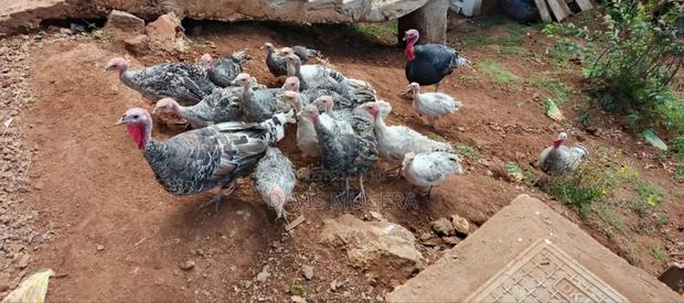 Royal Palm Narragansett Turkeys a Mix of Breed - 6months - thumbnail 2