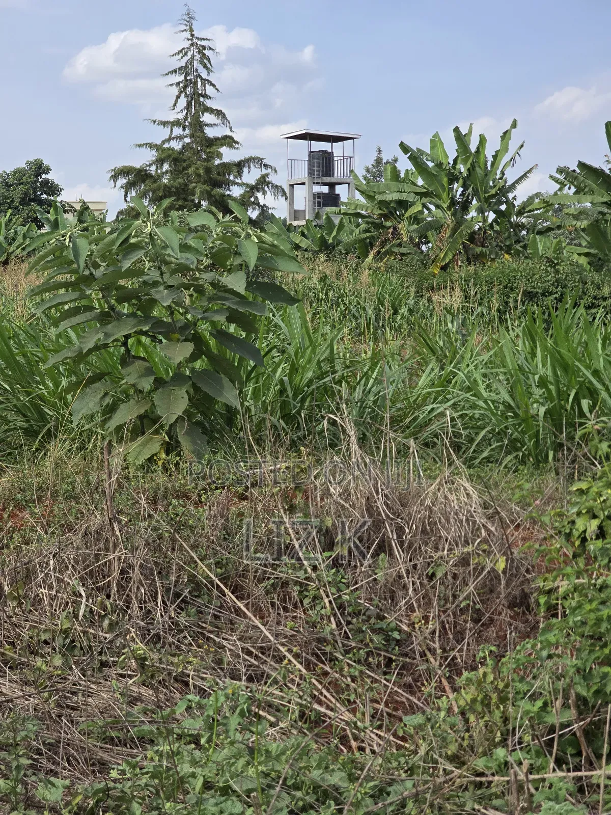 Westwood (Karangaita) 1/2 Acre