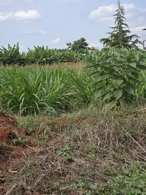 Westwood (Karangaita) 1/2 Acre