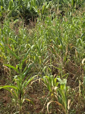 Westwood (Karangaita) 1/2 Acre