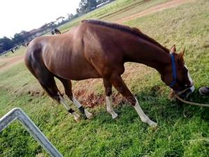 Horses on Sell - main view