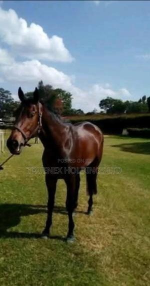 Watamu Horse Sellers - main view