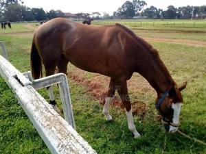 Horse Sellers for Sporting - main view