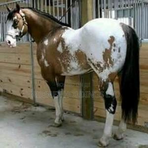 Call Us for Horse Buying Services
