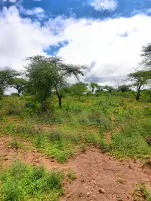 1200 Acres of Virgin Land in Kambu Makueni Is for Sale
