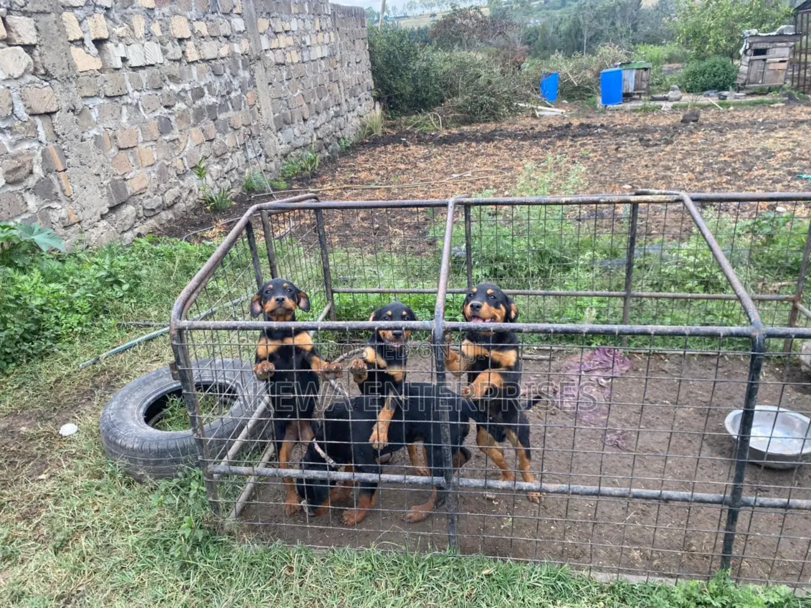 1-3 months Male Purebred Rottweiler