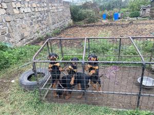 1-3 months Male Purebred Rottweiler - main view