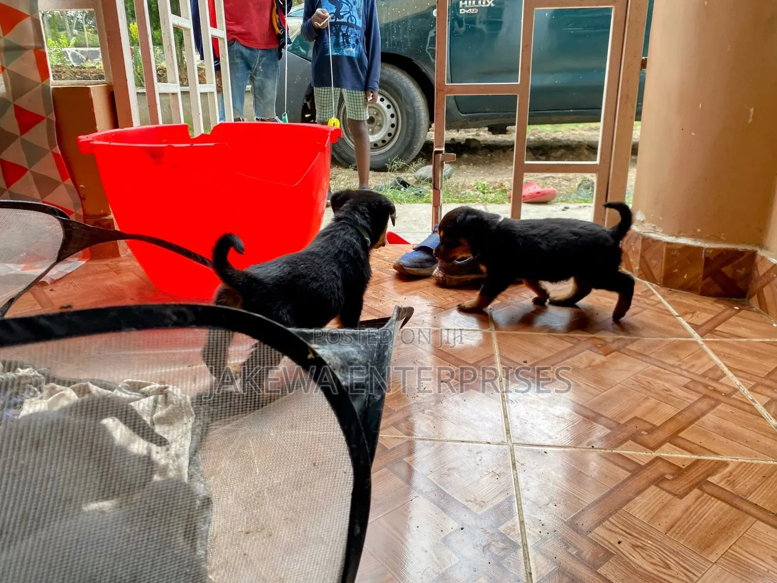 1-3 months Male Purebred Rottweiler