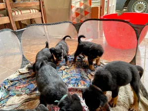 1-3 months Male Purebred Rottweiler