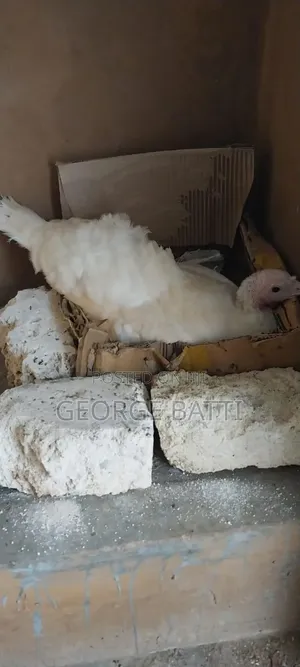 Turkeys for Sale