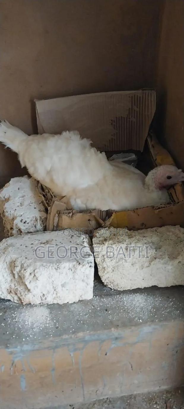 Turkeys for Sale - thumbnail 3