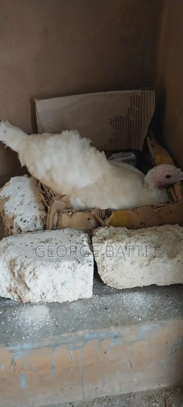Turkeys for Sale