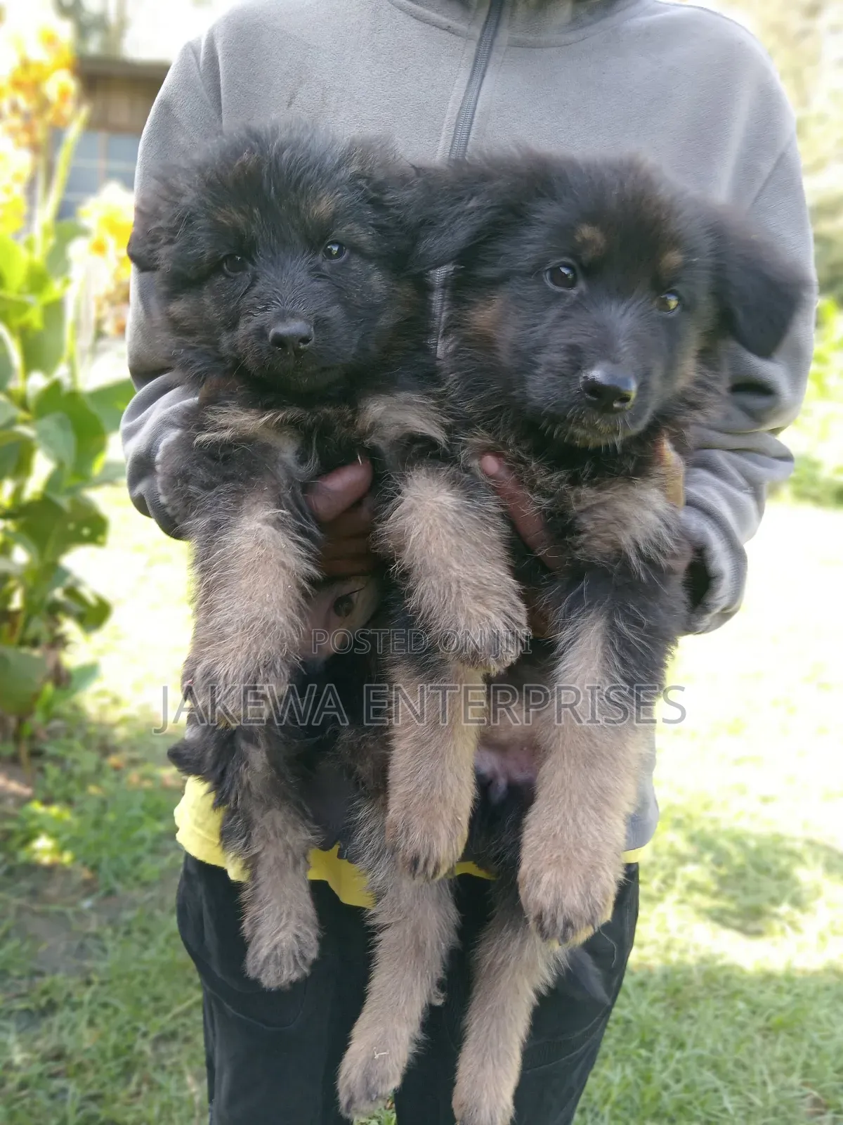 1-3 months Male Purebred German Shepherd