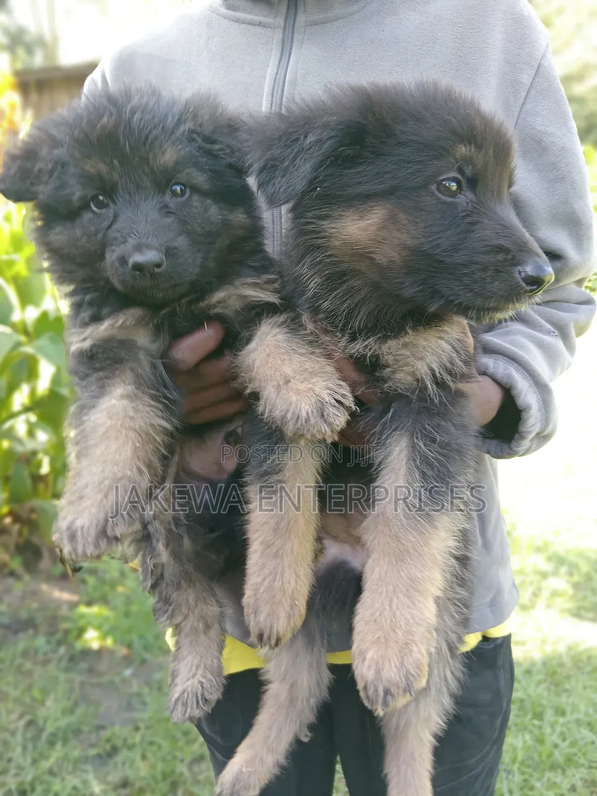 1-3 months Female Purebred German Shepherd