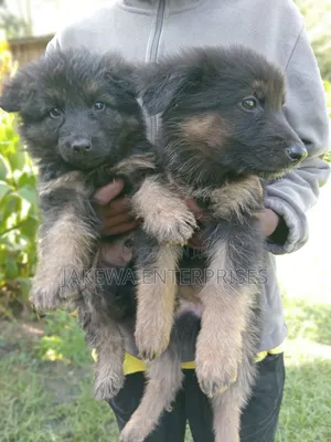 1-3 months Female Purebred German Shepherd