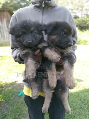 1-3 months Male Purebred German Shepherd