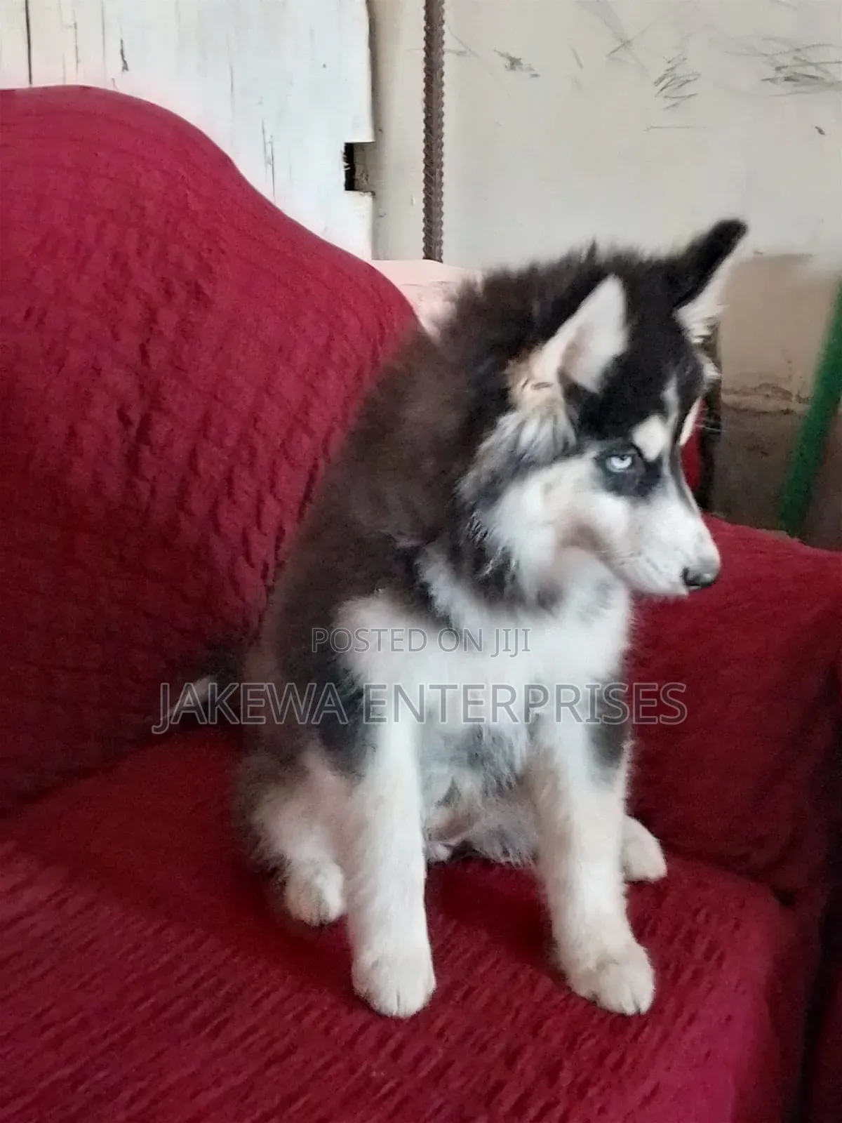 1-3 months Male Purebred Siberian Husky