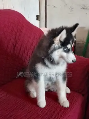 1-3 months Male Purebred Siberian Husky