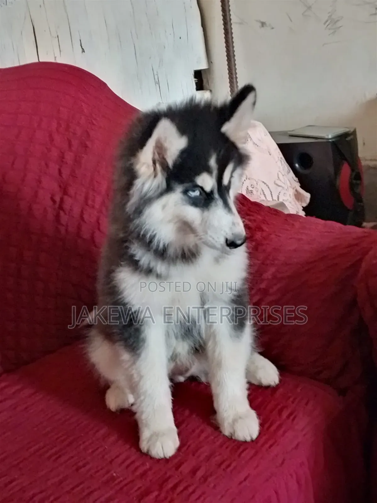 1-3 months Male Purebred Siberian Husky