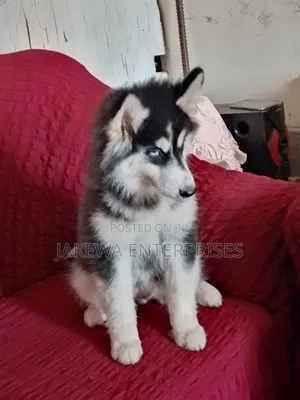 1-3 months Male Purebred Siberian Husky