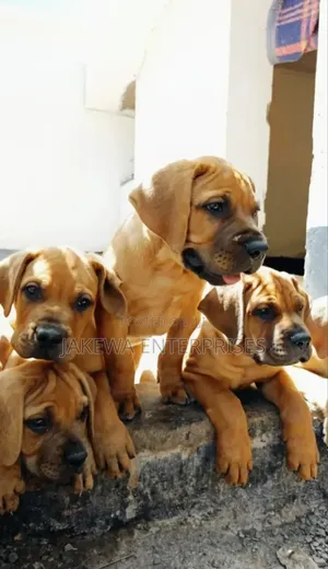 1-3 months Male Purebred Boerboel