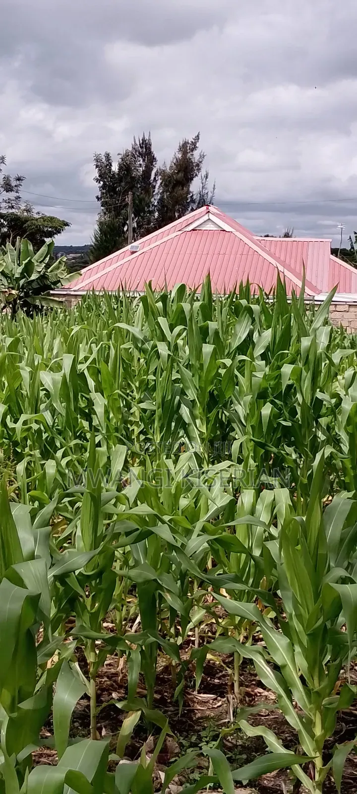 Plot for Sale in Kiserian 300mts From Tarmac