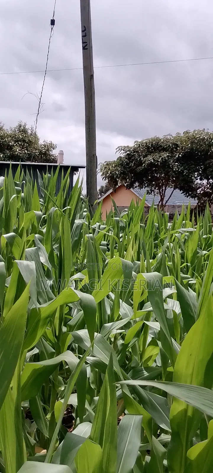 Plot for Sale in Kiserian 300mts From Tarmac
