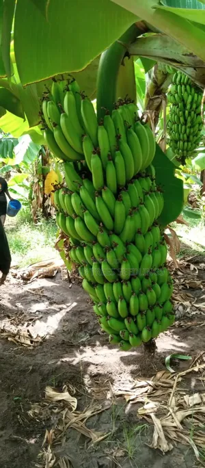 Williams (Tissue Culture ) , Sweet Banana Seedlings