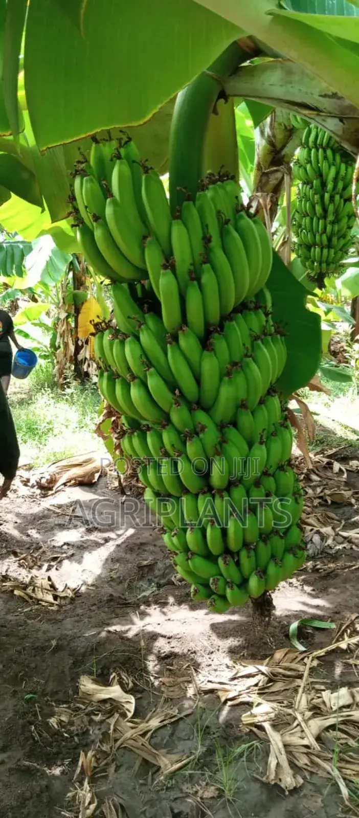 Williams Banana Seedlings (Tissue Culture Generated Seedlings)