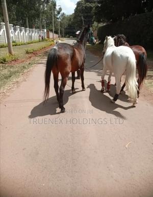Horse Selling Company
