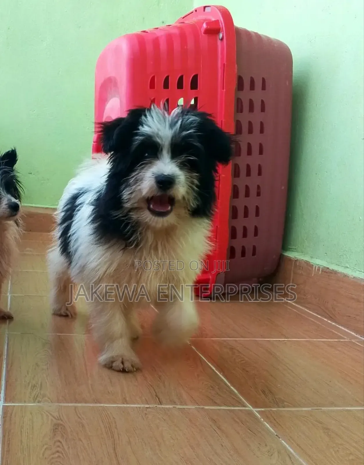 1-3 months Female Purebred Havanese