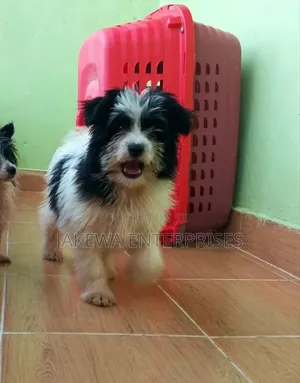 1-3 months Female Purebred Havanese