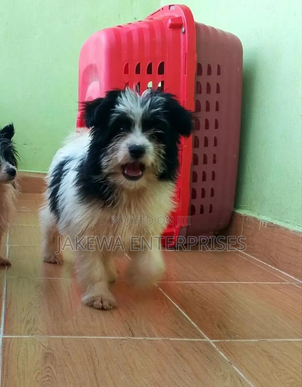 1-3 months Female Purebred Havanese - main view