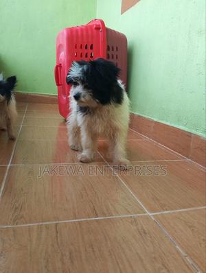 1-3 months Female Purebred Havanese - thumbnail 2