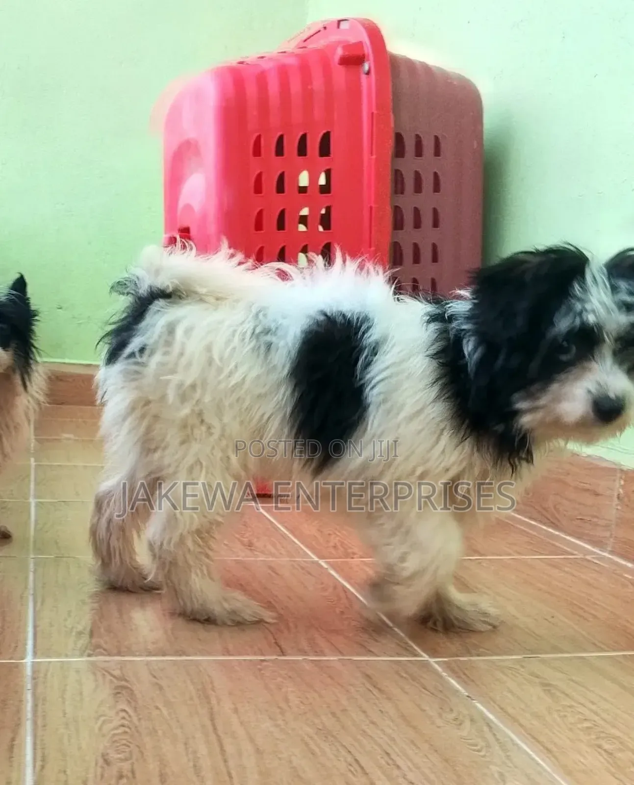 1-3 months Female Purebred Havanese