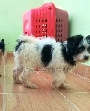 1-3 months Female Purebred Havanese
